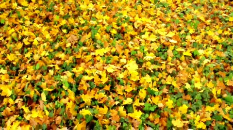 Autumn leaves Stockbeeldmateriaal 532164