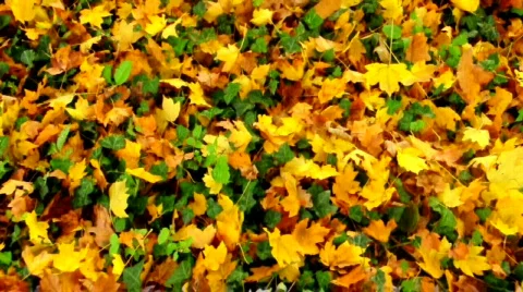 Autumn leaves Vídeos de archivo 532269