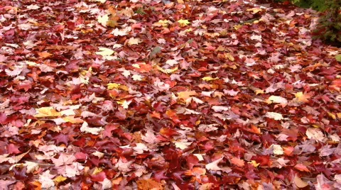 Autumn leaves Stock Footage 532641