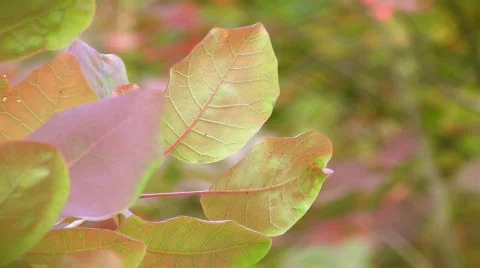Autumn leaves Video stock 537660