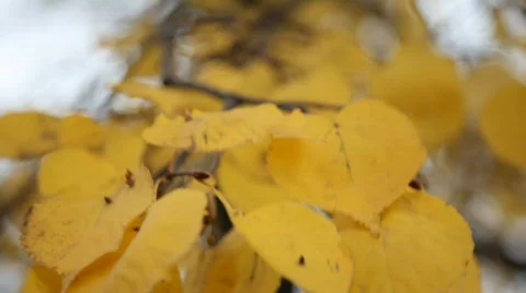 Autumn leaves Video stock 583118