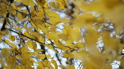 Autumn leaves Video stock 583125