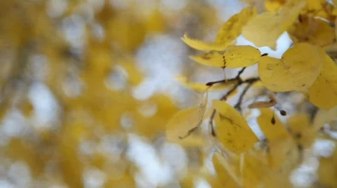 Autumn leaves 動画素材 583136
