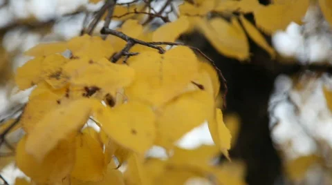 Autumn leaves 動画素材 583138