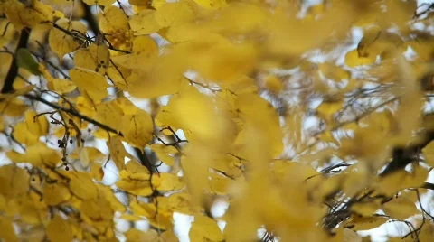 Autumn leaves 動画素材 583150