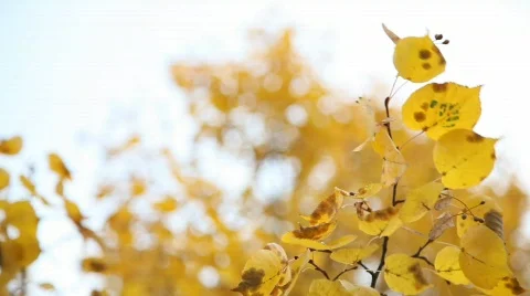 Autumn leaves 動画素材 583170