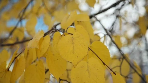 Autumn leaves Video stock 583192