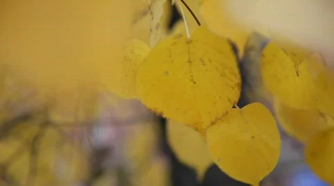 Autumn leaves 動画素材 583512
