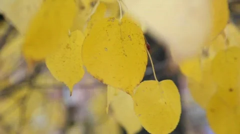 Autumn leaves 動画素材 583513