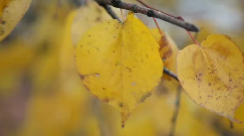 Autumn leaves 動画素材 583518