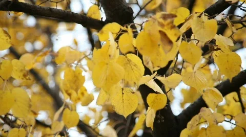 Autumn leaves 動画素材 583554