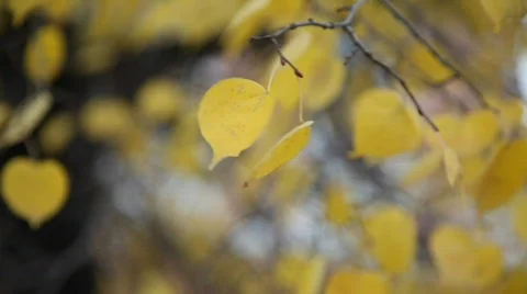 Autumn leaves 動画素材 583731