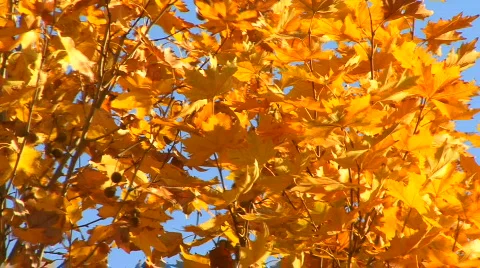 Autumn Leaves 스톡 동영상 853004