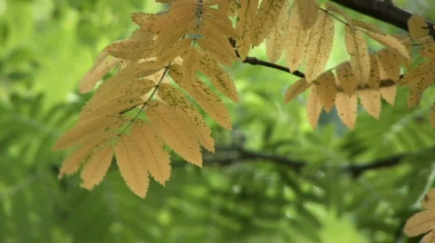 Autumn Leaves Stock Footage 855054