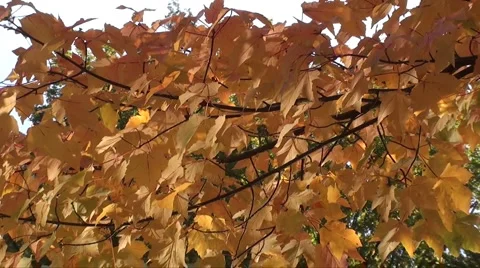 AUTUMN LEAVES Stock Footage 905655