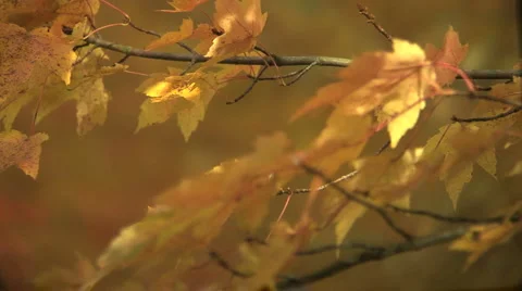Autumn leaves Stock Footage 925041