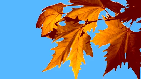 Autumn leaves Stock Footage 1457015