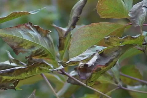 Autumn leaves Stock Footage 8538815