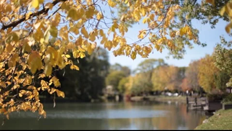 Autumn leaves Stock-Footage 8554607