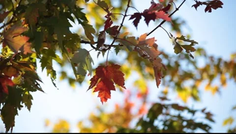 Autumn leaves Stock-Footage 8554769