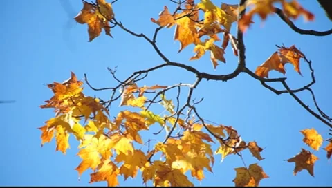Autumn leaves Video stock 8554790
