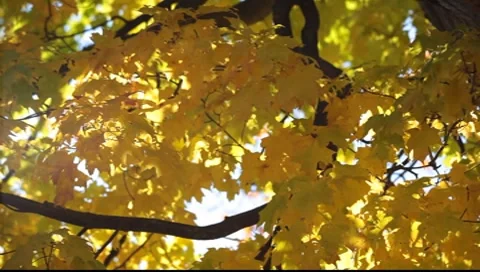Autumn leaves Stock-Footage 8554811