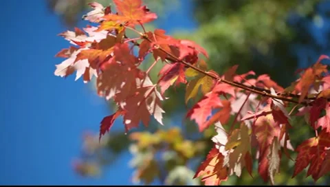 Autumn leaves Video stock 8554837