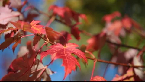 Autumn leaves Video stock 8554862