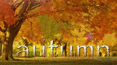 Autumn leaves Stock Footage 8599144