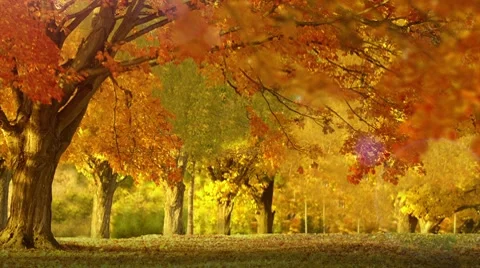 Autumn leaves Video stock 8599146