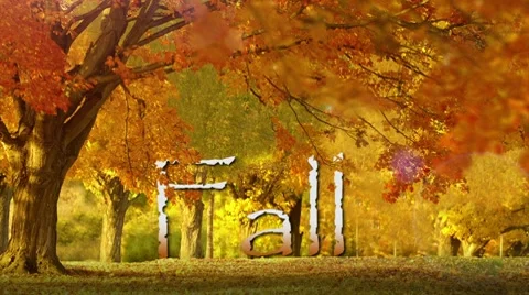 Autumn leaves Stock Footage 8599155