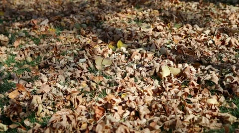 Autumn Leaves Video stock 8830862