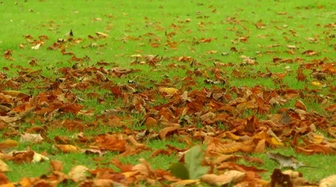 Autumn leaves Stock Footage