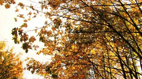 Autumn leaves Stock Footage 8918203