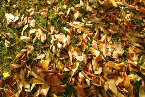 Autumn Leaves Stock Footage 8922233