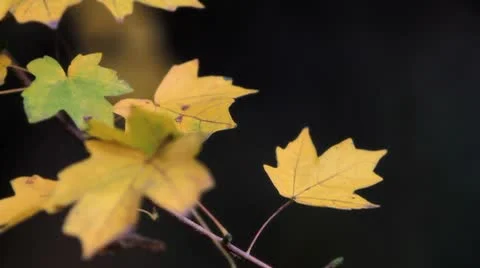 Autumn leaves Stock Footage 8928825