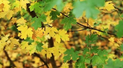 Autumn leaves Stock Footage 8928874