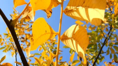 AUTUMN LEAVES Stock Footage 8952798