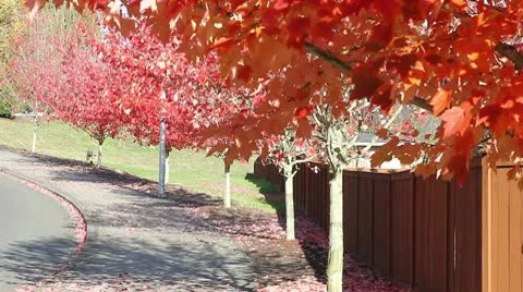 Autumn leaves Stock Footage 8987573