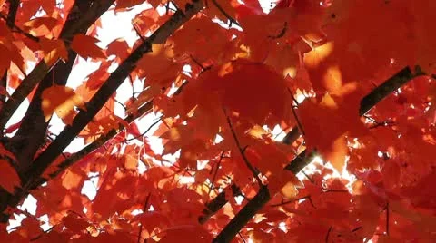 Autumn leaves Stock Footage 8987599