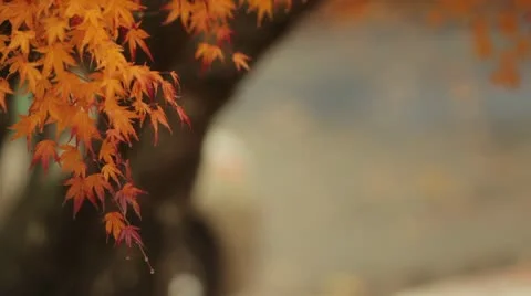 Autumn Leaves Vidéo 8993894