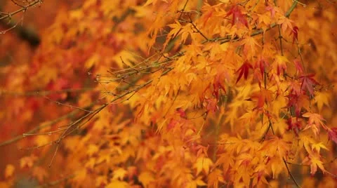 Autumn Leaves Vidéo 8993906