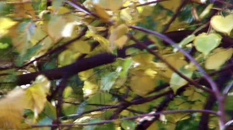 Autumn leaves Stock Footage 9208980