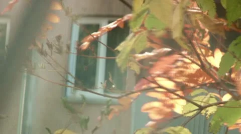 Autumn leaves Video stock 9210656