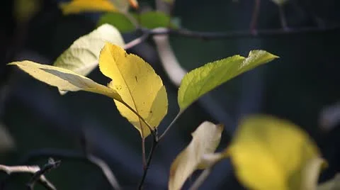 Autumn leaves Stock Footage 10562865