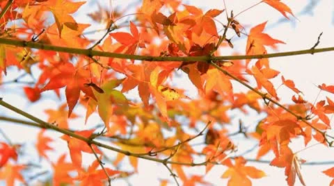 Autumn Leaves Stock Footage