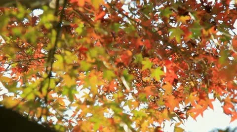 Autumn Leaves Stock Footage 10564267
