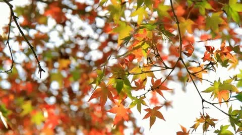 Autumn Leaves Stock Footage 10564268