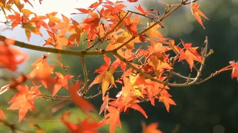 Autumn Leaves Stock Footage 10564270