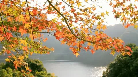 Autumn Leaves Stock Footage 10564271